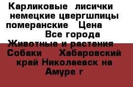 Карликовые “лисички“  немецкие цвергшпицы/померанские › Цена ­ 35 000 - Все города Животные и растения » Собаки   . Хабаровский край,Николаевск-на-Амуре г.